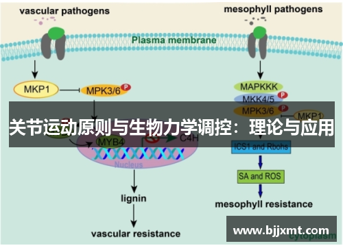关节运动原则与生物力学调控：理论与应用