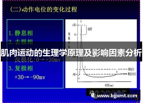 肌肉运动的生理学原理及影响因素分析